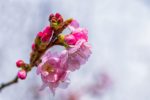 寺田町の桜開花は何時頃？